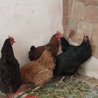۶عدد مرغ محلی تخم گذار