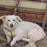 سگ پاکوتاه|سگ|گرگان, |دیوار