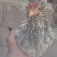 مرغ، خروس، نژاد گلین لری|حیوانات مزرعه|کوهبنان, |دیوار