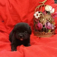 واگذاری توله سگ