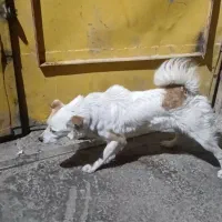 سگ اشپیتز|سگ|شیراز, کوشک میدان|دیوار