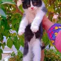 واگذاری گربه|گربه|حمیدیا, |دیوار