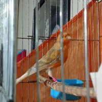 قناری نر قرص و ماده