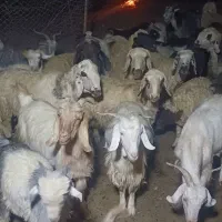 بز.|حیوانات مزرعه|شهرکرد, |دیوار