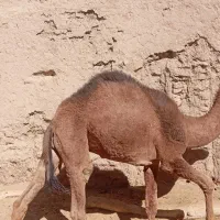 شتر|حیوانات مزرعه|نهبندان, |دیوار