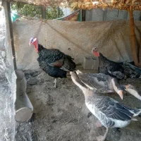 بوقلمون، مرغ، قو غاز ،مرغ شاخدار|حیوانات مزرعه|پیشوا, |دیوار