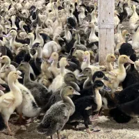 خرید اردک محلی بیست روزه فروش اردک مگ مگی