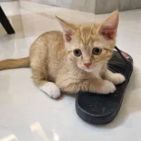 بچه گربه پدر اسکاتیش مادر کالیکو 2ماهه