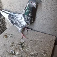 کبوتر|پرنده|نیمروز, |دیوار