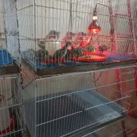 تخم بوقلمون برنز انگلیسی نطفه دار|حیوانات مزرعه|مشهد, طبرسی شمالی|دیوار