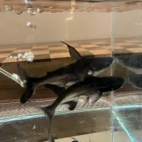 ماهی|ماهی|کرج, گلشهر|دیوار