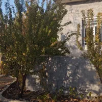 باغ ۱۰۰۰متری همراه با اتاق|فروش دفتر صنعتی، کشاورزی، تجاری|سامان, |دیوار