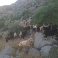 بزغاله نر گیسک دام