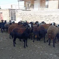 ۳۰ راس میش مالچه افشاری، (قوچ بره بز