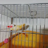 قناری ماده فروشی