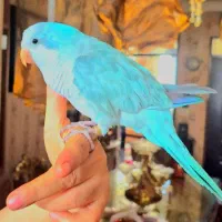 طوطی راهب ابی|پرنده|کرمانشاه, |دیوار