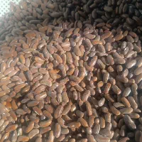 بذره لوبیا سبز