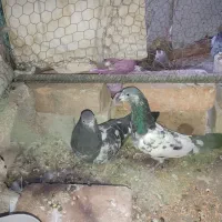 کبوتر معاوضه ای|پرنده|ایرانشهر, |دیوار