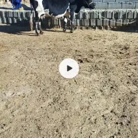 یک راس گاو یک راس شنگول