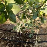 شرکت خدمات کشاورزی آبیاری قطره ای و بارانی|خدمات باغبانی و درختکاری|تبریز, |دیوار