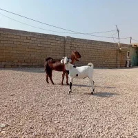 سه عدد بز نر