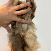 پوست سمور|صنایع دستی و سایر لوازم تزئینی|رشت, گلباغ نماز|دیوار