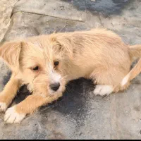 توله سگ پاکوتاه نژاد شیتزو تریر