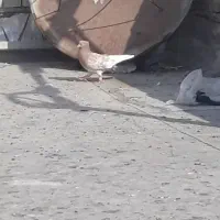 کله زرد عتیقه چش نوف سفید کرفتنی