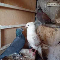 کفتر|پرنده|قم, کیوانفر|دیوار