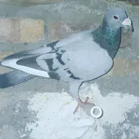 کبوتر سبز