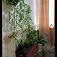 نظافت جابجایی هرچی بگین انجام میدم نصف قیمت  بازار