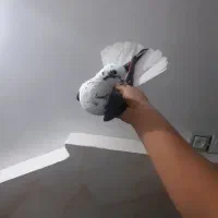 کفتر پرشی کمیاب|پرنده|نسیمشهر, |دیوار