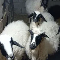 گوسفند فروشی