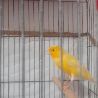 قناری نر|پرنده|قزوین, |دیوار