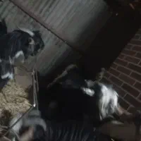 بزغاله دبری|حیوانات مزرعه|باغ بهادران, |دیوار