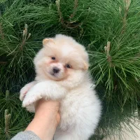 پامرانیان در رنگ های مختلف ۱۲/۵۰۰