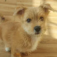 واگذاری سگ خانگی میکس شیتزو و تیریر