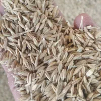 فروش جو بذری ویلما اب خورده درجه یک