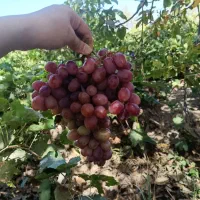 هرس تخصصی مخصوصا انگور