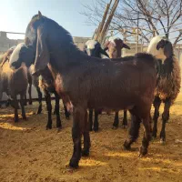 گوسفند بزغاله