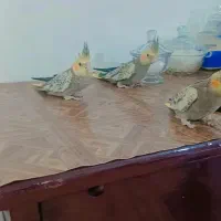 جوجه عروس هلندی