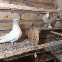 نرومادهدمسیاهکاکلیپرپا|پرنده|قنوات, |دیوار