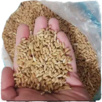 دوگونی گندم