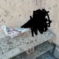 کفتر|پرنده|اسلام‌شهر, شهرک واوان|دیوار