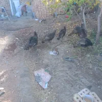 فروش‌۷عدد‌بوقلمون‌