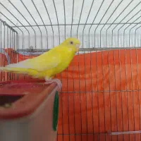 مرغ عشق ماده هلندی