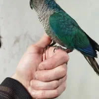 تراکوییس نرمال بالغ آماده جفت