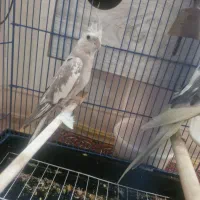 عروس هلندی|پرنده|قم, باجک یک|دیوار