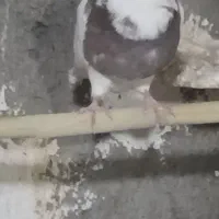 کبوتر|پرنده|چوار, |دیوار