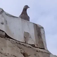 یک جفت کبوتر نر و ماده